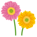 ガーベラ.png